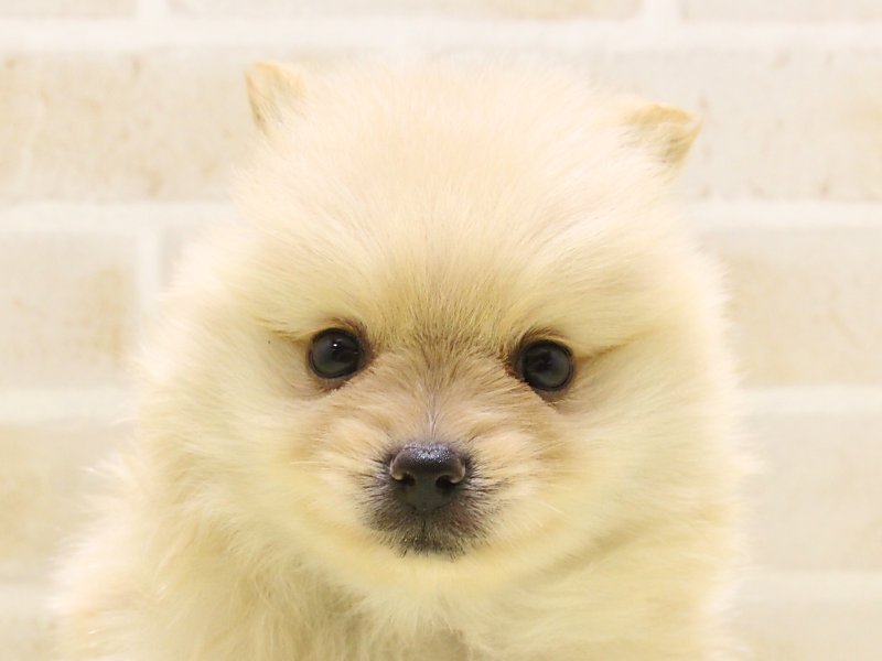 イヌ - 町田多摩境店 | ペッツワン